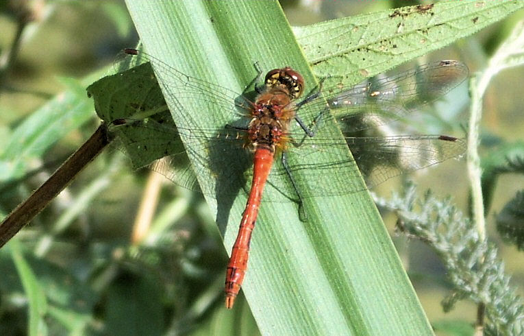 Ruddy Darter